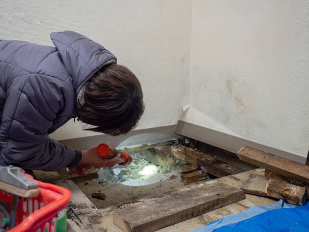 Best Attic Mold Removal  in Fincastle, TN